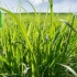 Kako se spoprijeti s pšeničnim žarkom - 7 zanesljivih načinov